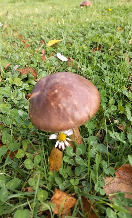 Une pquerette pour la Toussaint 