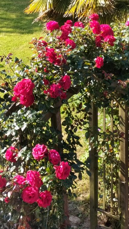 Une passerelle  roses
