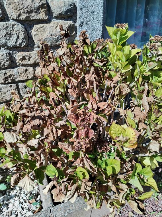 Mon pauvre hortensia 😭