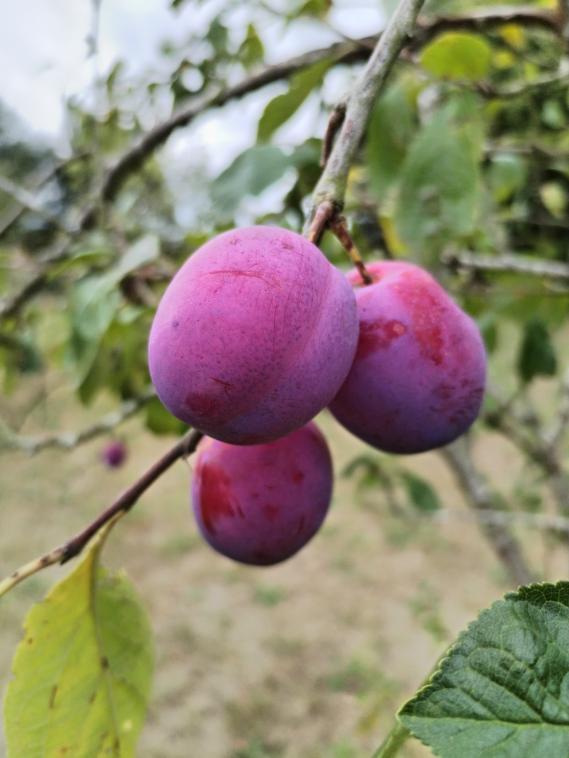 Les prunes du jardin 