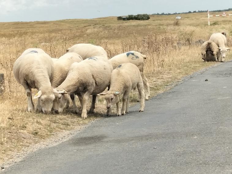 Mer, moutons... et moi