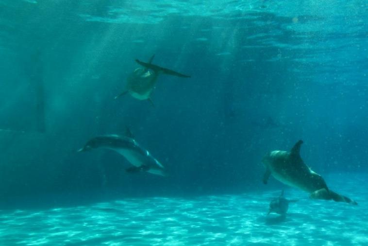 Un bleu clair transparent de dauphins....