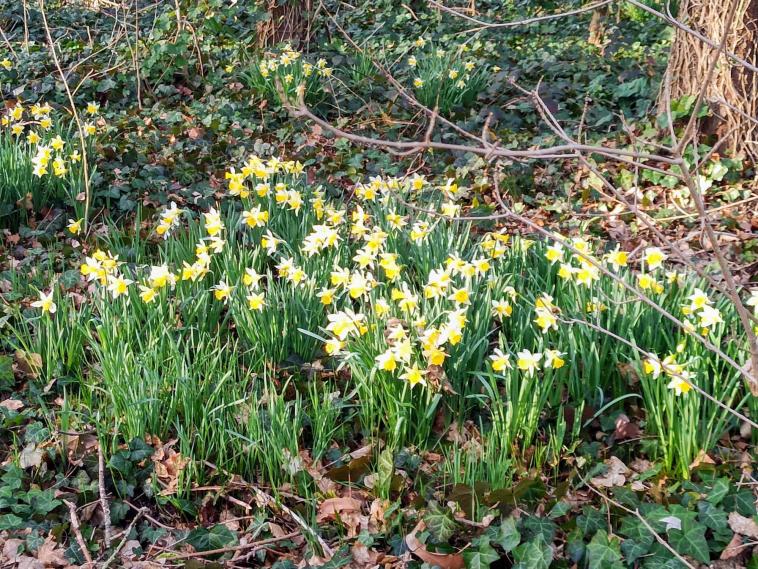 Les premires jonquilles