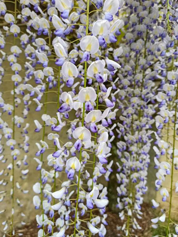 Glycine du Japon