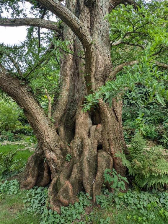 Tronc d'arbre 