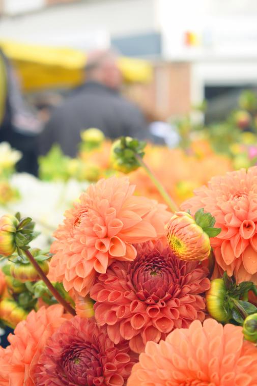 Petits pompons d'automne