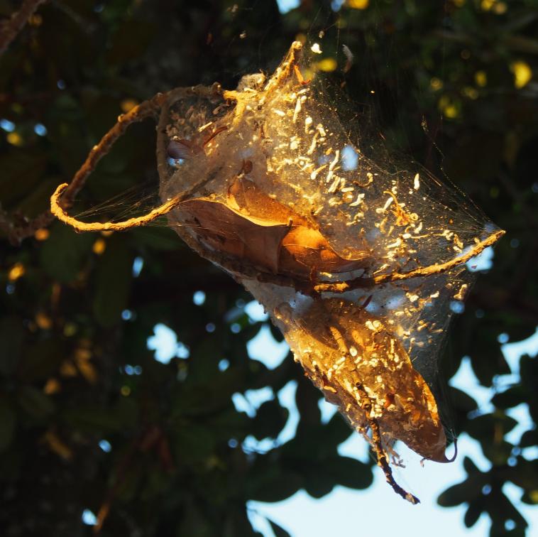 La nature suspendue...