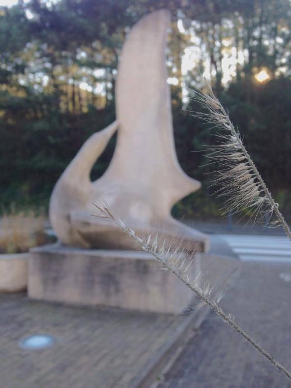 Oiseau ?