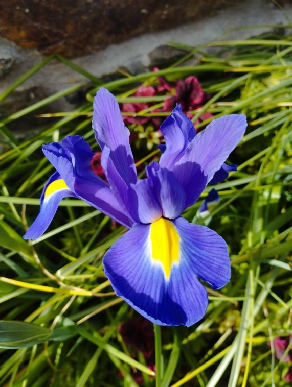 La beaut des Iris