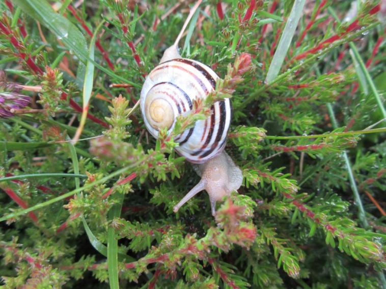 Dans la lande bretonne