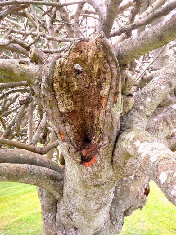 Vieil arbre grignot 