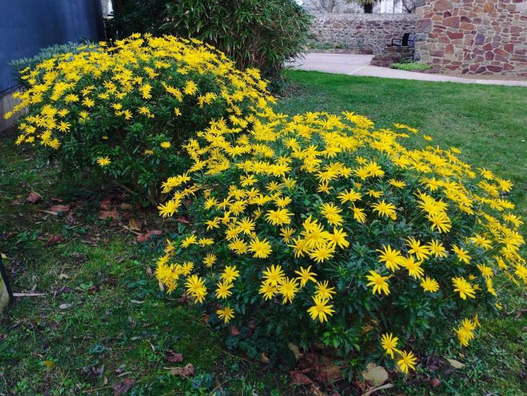 Fleurs d'hiver 