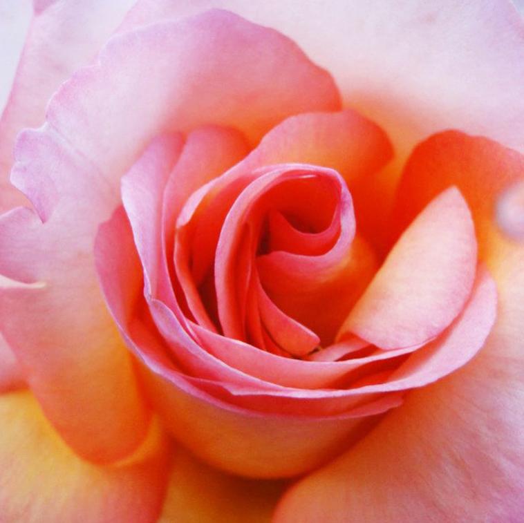 Rose rose toute douce !
