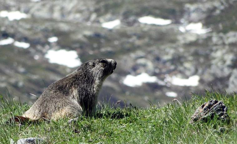 Marmotte fraîchement sortie d'hibernation