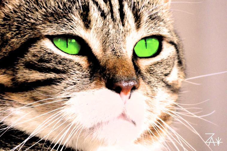 Le chat aux yeux verts
