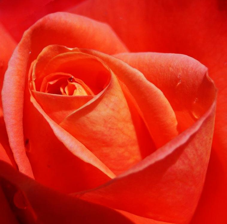 Jolie rose rouge pour déclaration d'amour