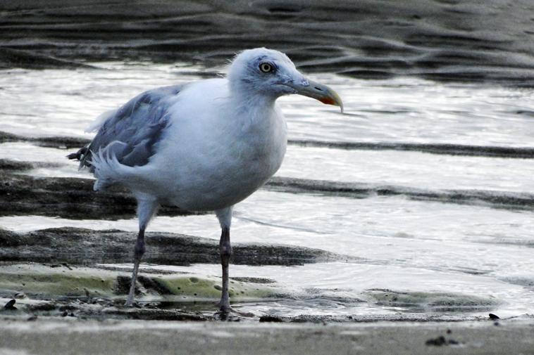 Quand l'oiseau fait ses besoins, a fait ?