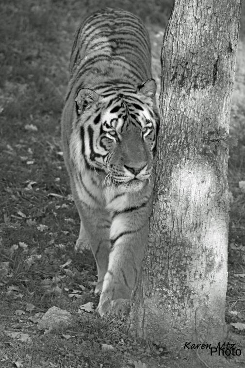 Tigre ...