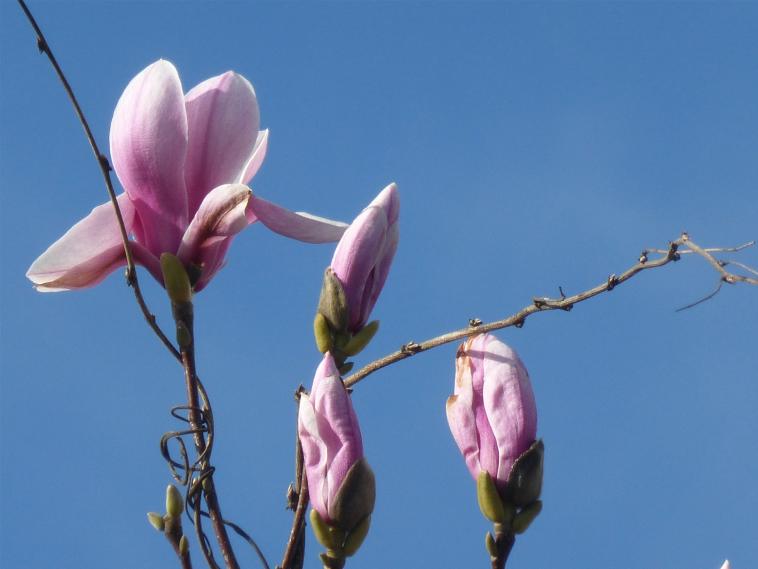 Fleurs de magnolia tulipier