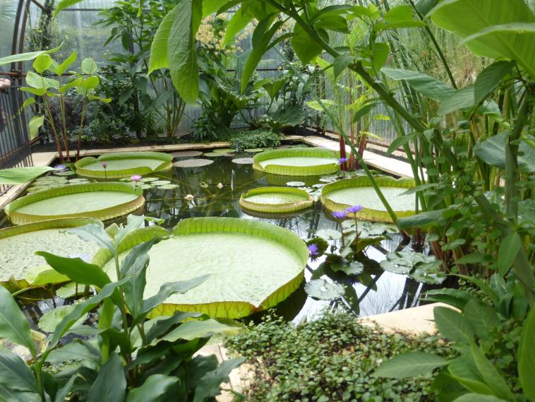 Galettes sur le bassin aux lotus
