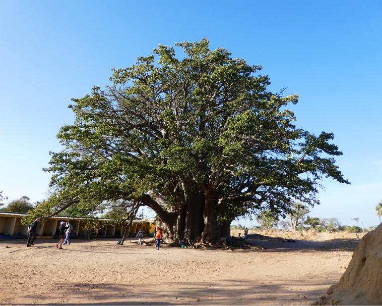 Le Baobab des griots de Warang