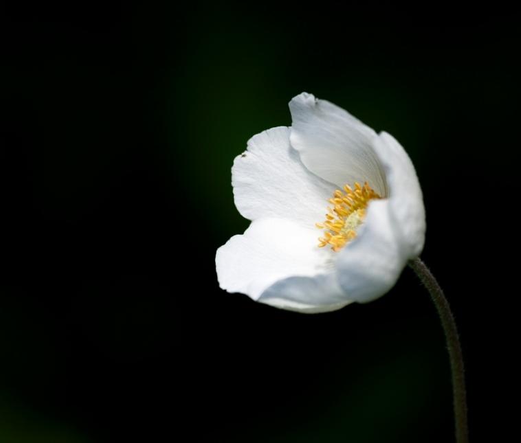 Fleur blanche dans le jardin des Innocents.