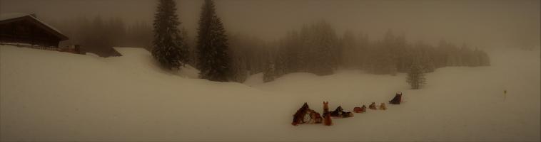 Huskys au repos dans la Brume