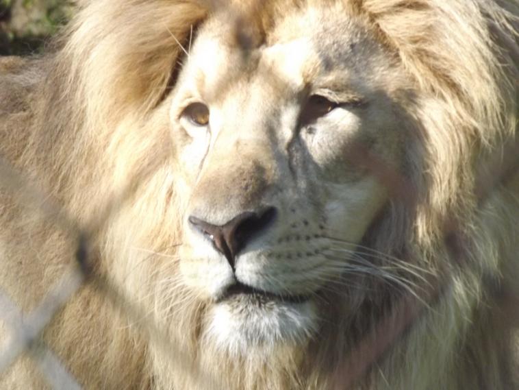 Le Roi Lion évidemment
