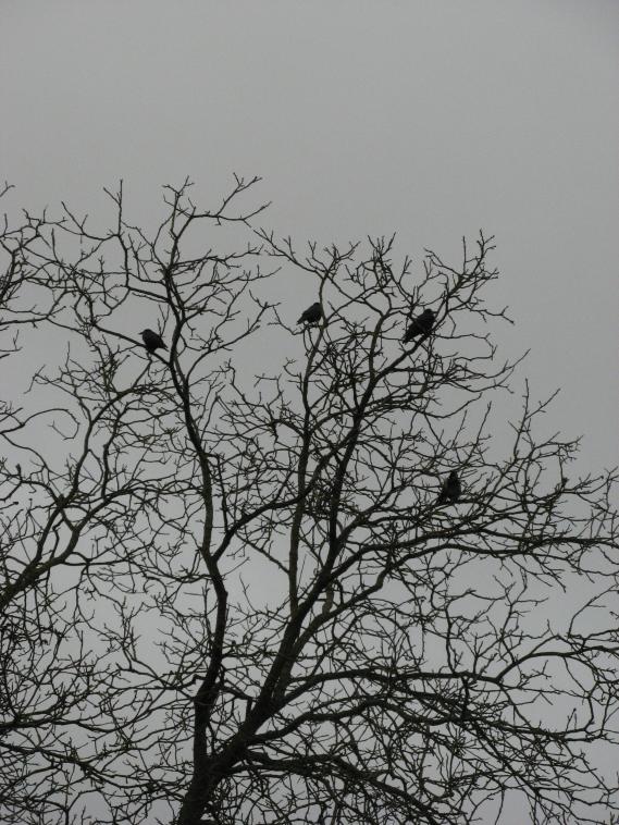 Arbre en corbeaux