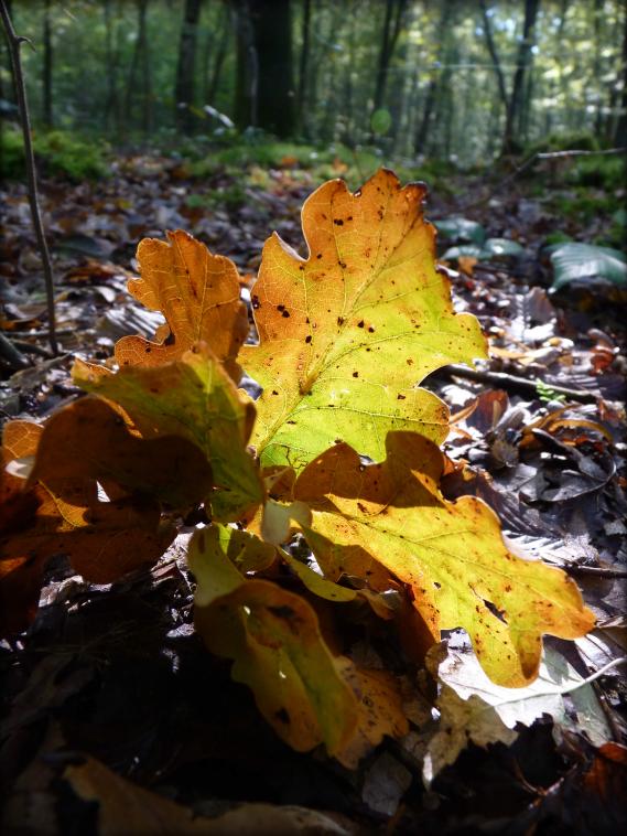 Bouquet d'automne