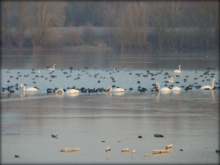 Nature sauvage, cohsion pour la survie...