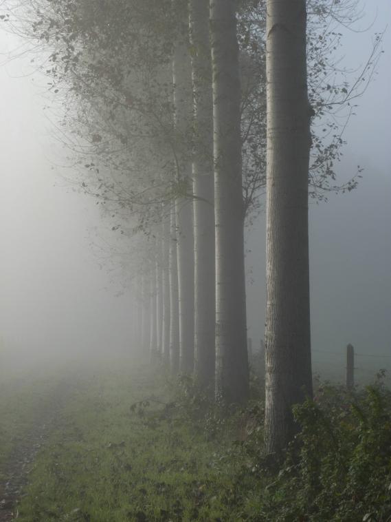 A travers la brume j'imagine l'infini !