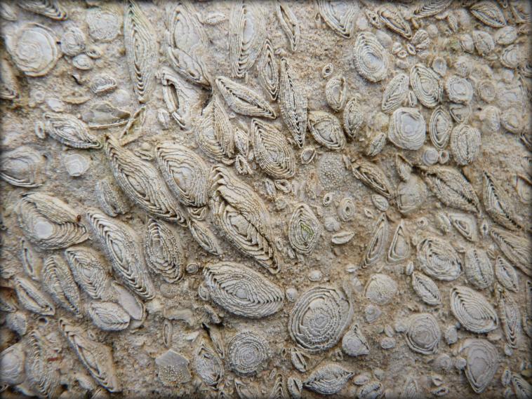 Calcaire  Nummulites perforatus
