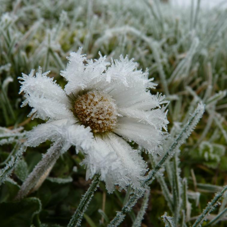 Succdan d'toile des neiges ! 