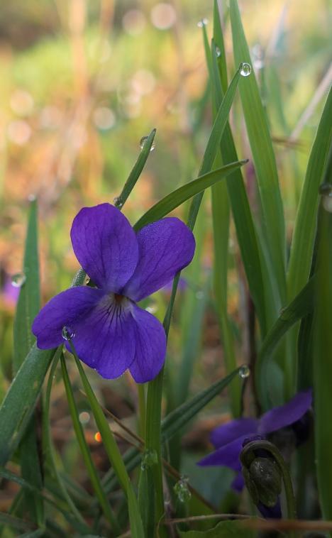 Violette frache !