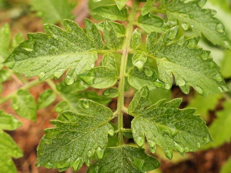 Comme la pluie sur les pieds de tomates !