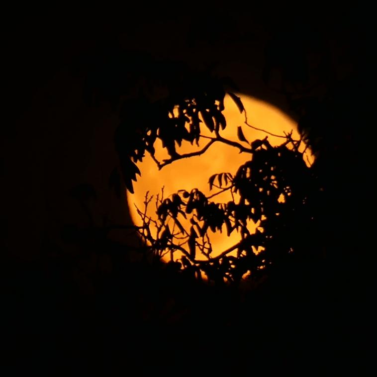 Ombres chinoises lunaires