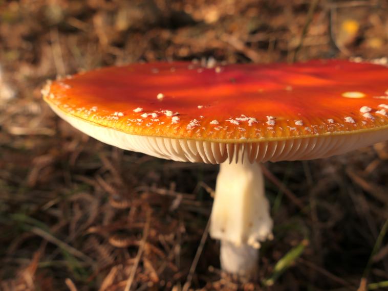 Champignon d'automne