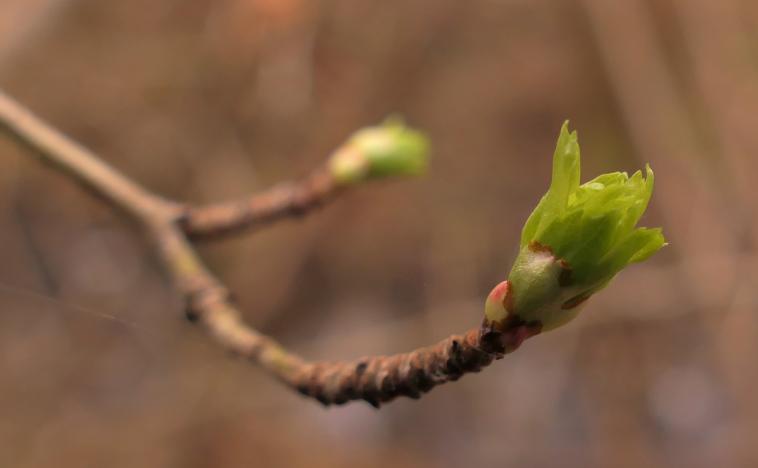 Premiers petits bourgeons...