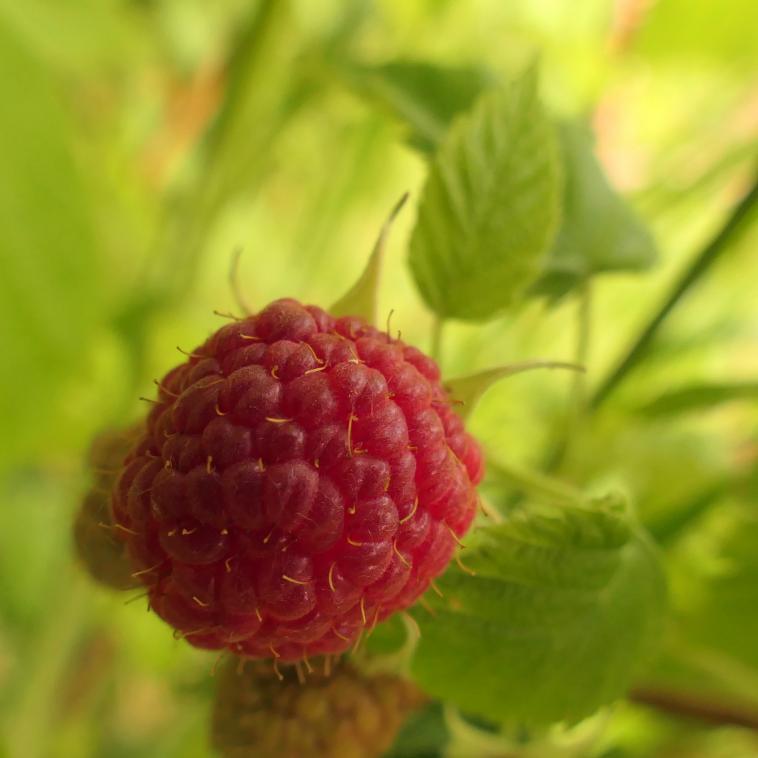 Presque la premire du jardin ! 