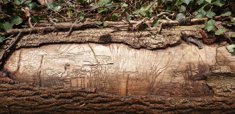 Gravure naturelle...