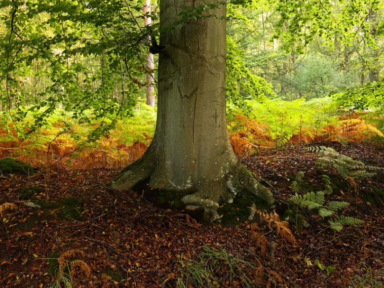 L'arbre ! 