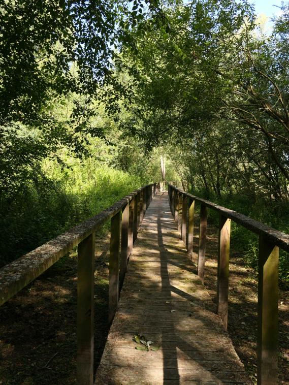 Une passerelle au dessus du marais