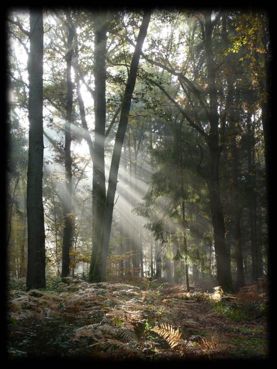 Magie de la for�t ! 