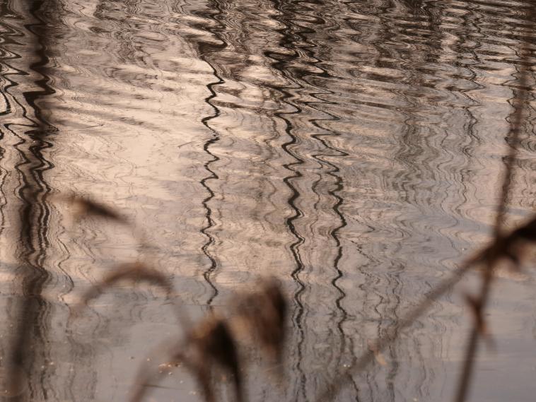 Motifs d�form�s dans la mare