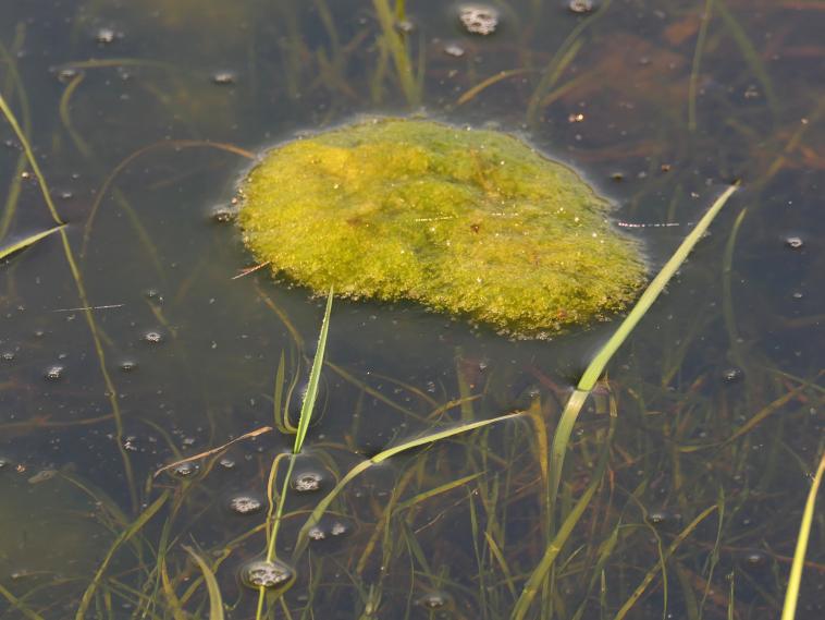 Petit tas d'algues sur la prairie inond�e...