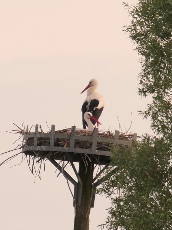Des cigognes dans l'oise ! 