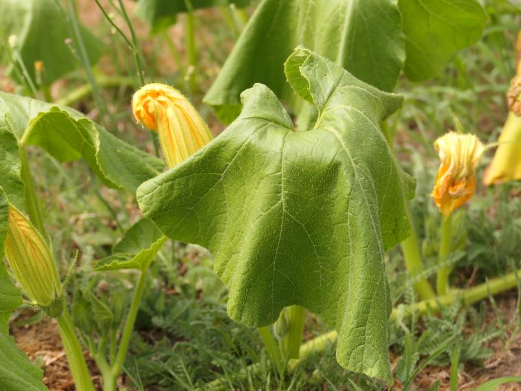 Pied de citrouille,