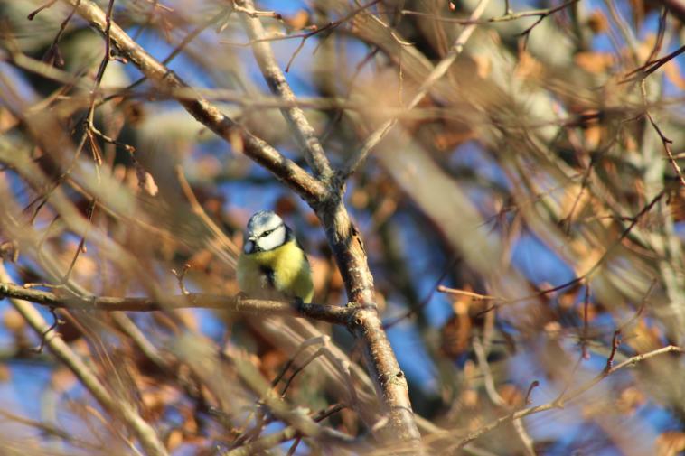 Msange bleue sur sa branche 🐦